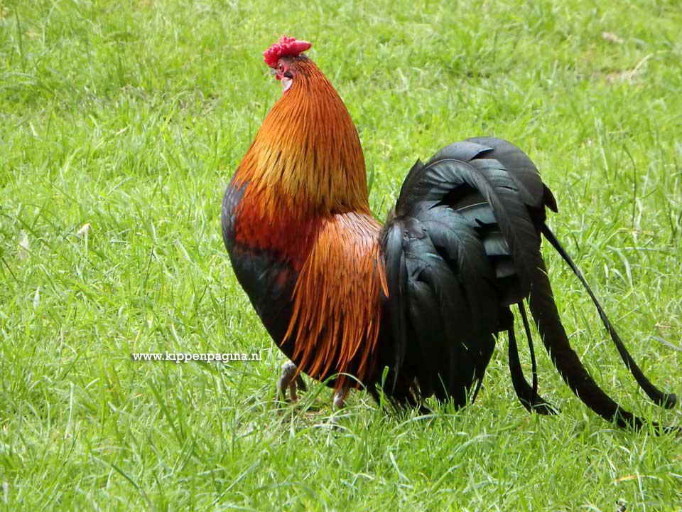 Bruine Haan in het vrije veld