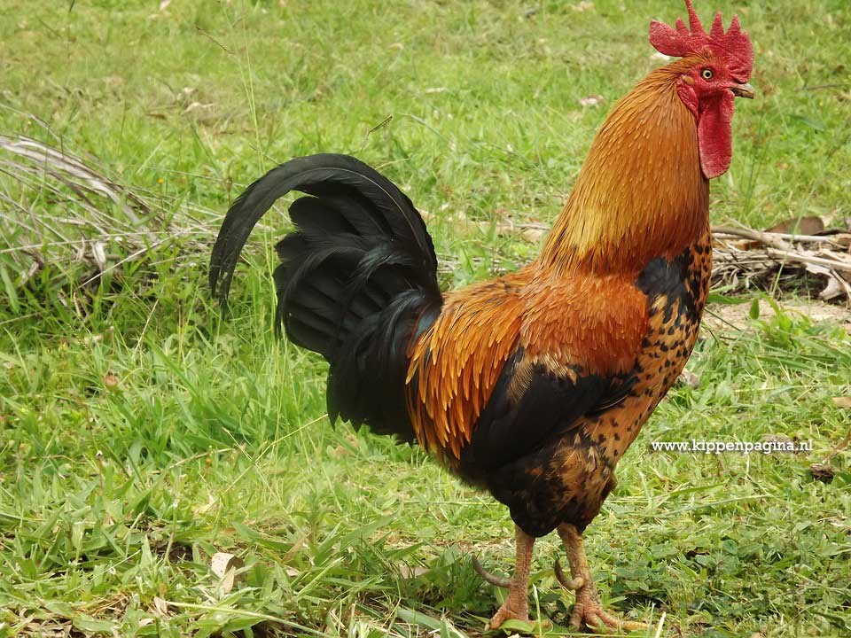 Haan in het open veld