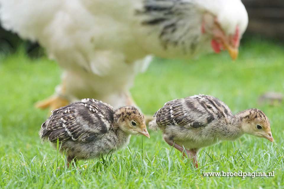 Brahma hen met haar Kuikens aan het scharrelen
