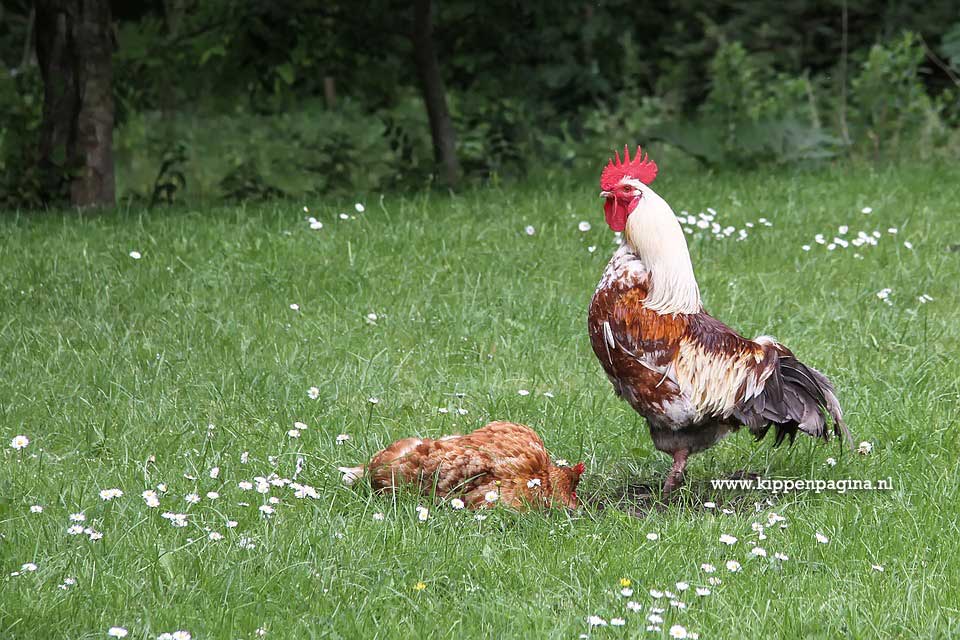 Kippen in het vrije veld