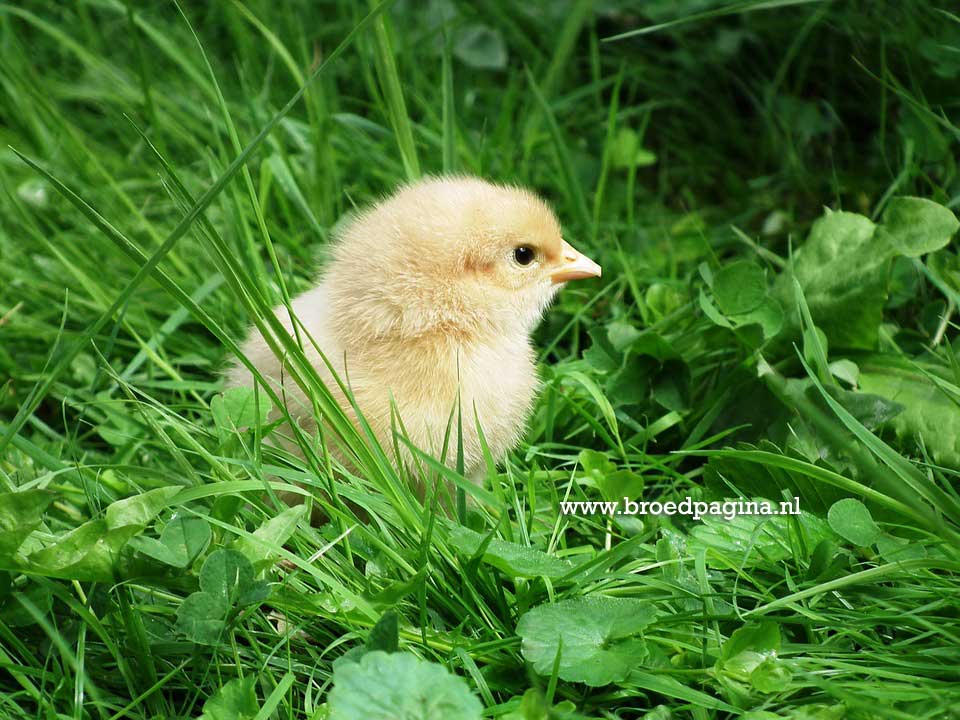 Kuiken alleen in het gras