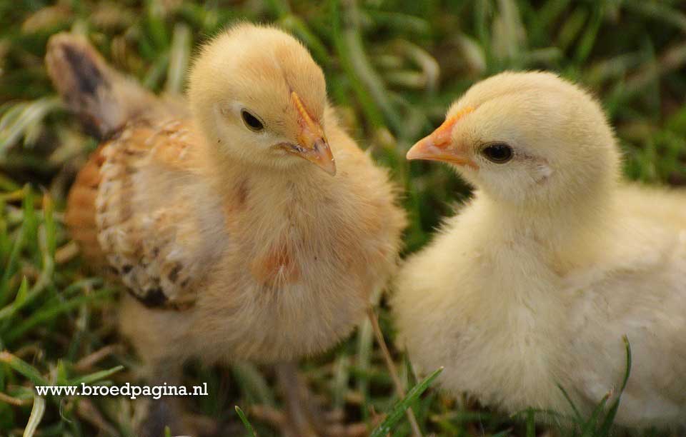 Twee kuikens scharrelen in het gras