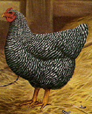Plymouth Rock Hen