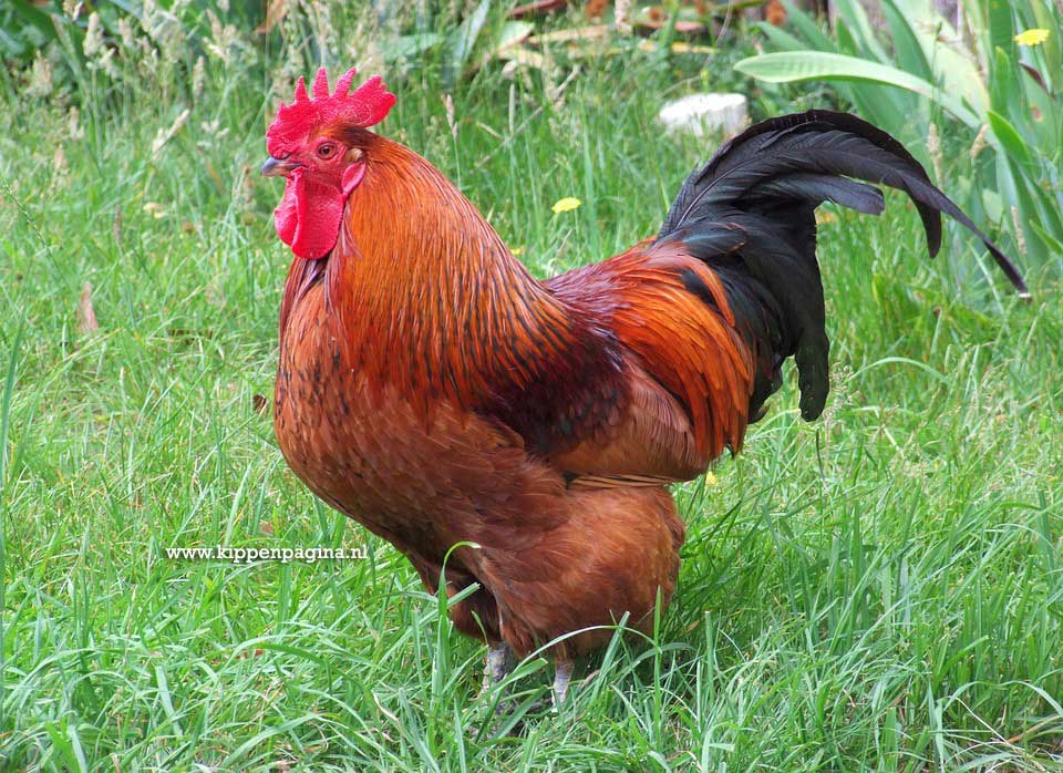 Rhode Island Red Haan