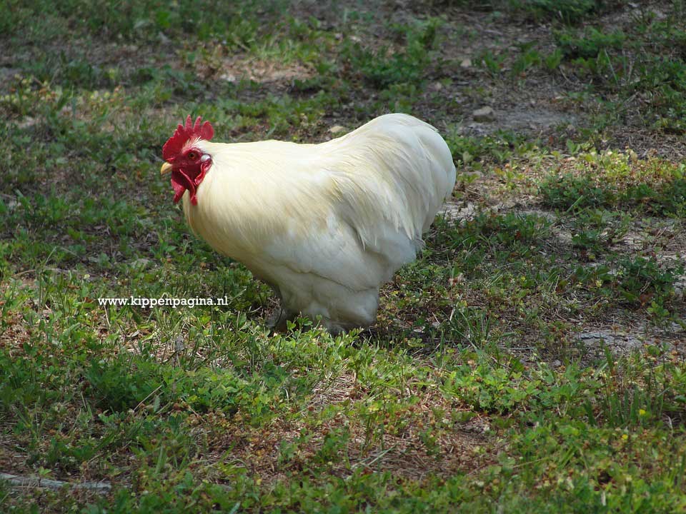 Mooie witte Haan