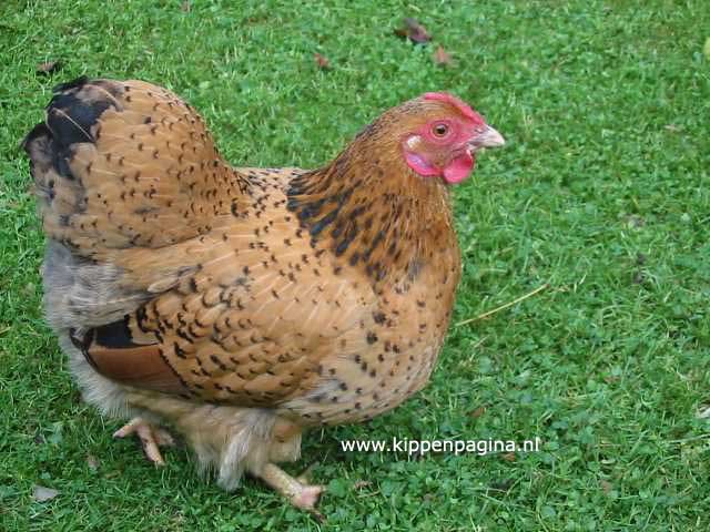 Wyandotte Hen aan het scharrelen