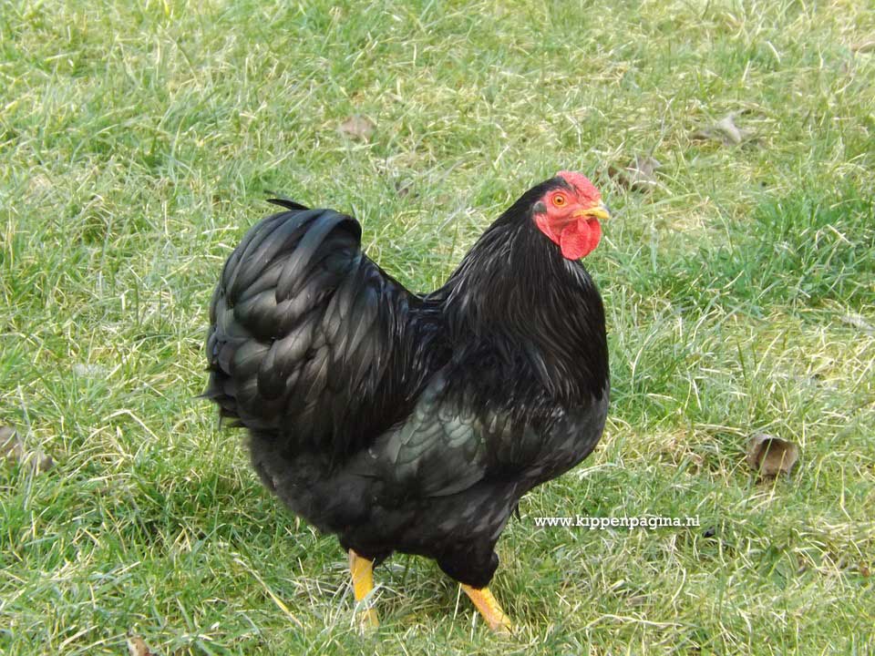 Zwarte Wyandotte Haan